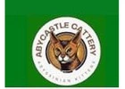 Abyssinian Kittens For Sale Near Me