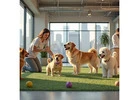 Trusted 24-Hour Pet Care Services in Spring Hill