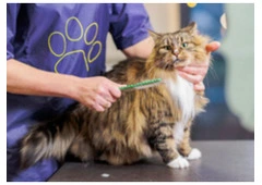 Best Cat Grooming in Leduc