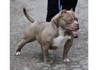 American Bully and American Pitbull Terrier Puppies for sale 