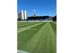 Turf grass seed