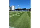 Turf grass seed 