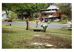 Tree Planting | Trees for Sale | Buy Direct from Farm with Delivery