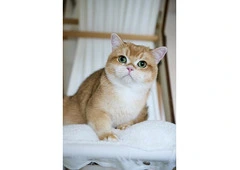 Show Quality British Shorthair Male, Black Golden