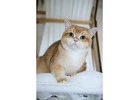Show Quality British Shorthair Male, Black Golden