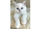 FOR SALE: Show-Quality British Shorthair Female – Blue Eyes, Champion Bloodline