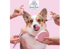 Luxurious Dog Spa Services in Oviedo
