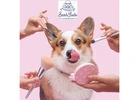 Luxurious Dog Spa Services in Oviedo