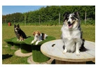 Best Puppy Training in Dorset Park