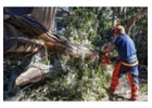 Best Tree trimming in Rochester
