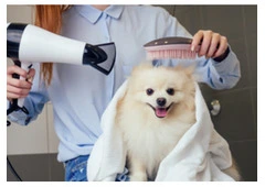 Best Dog Grooming in Parkmore
