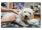 Best Dog Grooming in Sherman Oaks