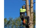 Best Arborist in Weeaproinah