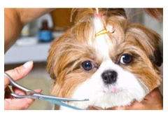 Best Pet Groomer in Titirangi