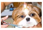 Best Pet Groomer in Titirangi
