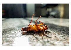 Safe & Effective Pest Control Services in Oran Park