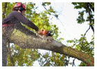 Best Tree Removal in Wildmill