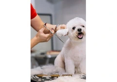 Gentle Grooming Care for Happy Dogs