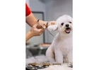 Gentle Grooming Care for Happy Dogs