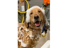 Relaxing Care for Happy Dogs