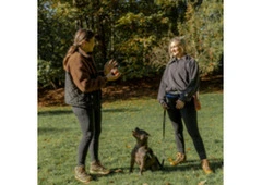 Best 1-2-1 Dog Training in Crawley