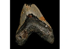 Megalodon Tooth Fossil from the Largest Prehistoric Shark