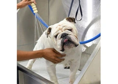 Effective De-Shedding Care for Healthier Dog Coats