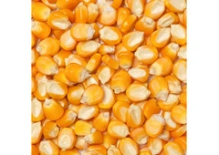 Pure and Natural Dry Corn in Ahmedabad