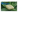 Aloe Vera Soap Suppliers in India