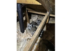 Best Service for Squirrel Control in New Toronto