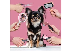 Fresh Look Wagging Tails