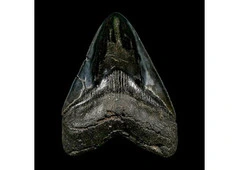 Megalodon Sharks Tooth 6 Inch Fossil from the Prehistoric Ocean