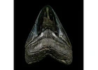 Megalodon Sharks Tooth 6 Inch Fossil from the Prehistoric Ocean