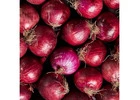 Red Onion Suppliers in Maharashtra