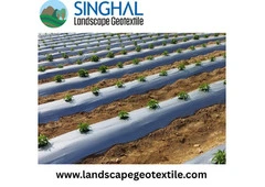 Mulch Film Solutions for Modern Agriculture Efficiency and Yield