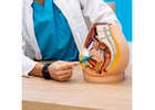 Top Proctologist in Florida for Expert Colon & Rectal Care
