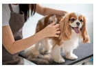 Best Dog Grooming in Queenstown