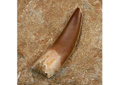 Purchase Dinosaur Fossils Online from Trusted Fossil Sellers