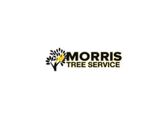 Tree Service Company for Regular Tree Care and Cleanup