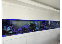 Dive into Excellence with Oasis Aquariums in Sydney