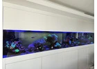 Dive into Excellence with Oasis Aquariums in Sydney
