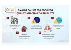 Egg Quality Explained: Can It Improve Before Treatment?