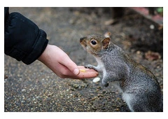 Animal Control Etobicoke