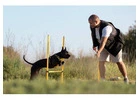 SEO for Pet Training Schools | Bark Up the Right Tree | Kashtbhanjan Digital