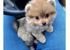 Micro Pomeranian Puppies for sale