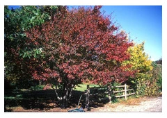 Redmond American Linden Tree