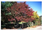 Redmond American Linden Tree