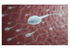 Low Sperm Motility: Why Sperm Don’t Swim Properly and What Can Help